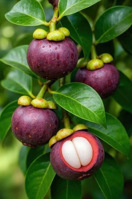 Mangosteen Fruit Plant Sapling In Grow Bag Mangosteen Fruit Plant Sapling In Grow Bag