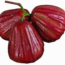 Dalhari Red Wax Apple Fruiting Live Plant