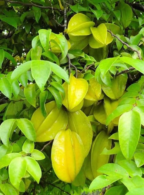Thai Sweet Carambola Star Fruit Grafted Live Plant