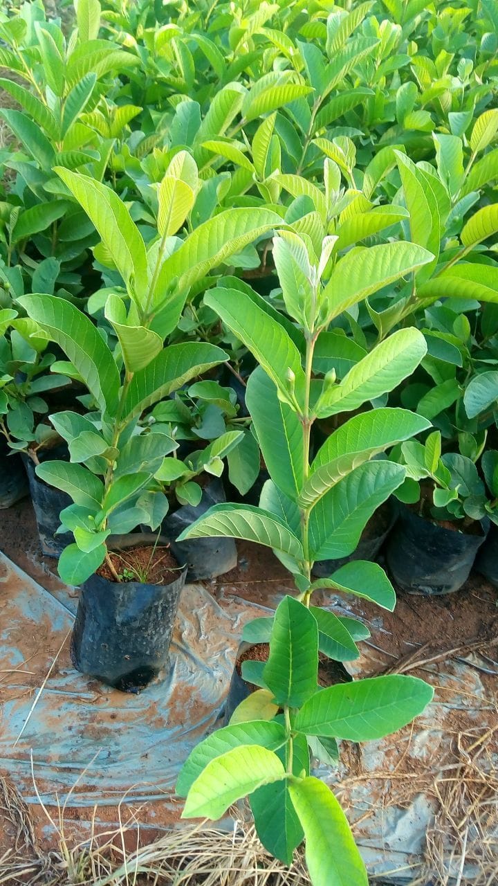 Allahabad Guava Grafted Live Plant Sapling