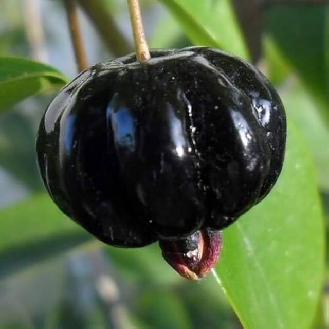 Black Surinam Cherry Fruiting Live Plant