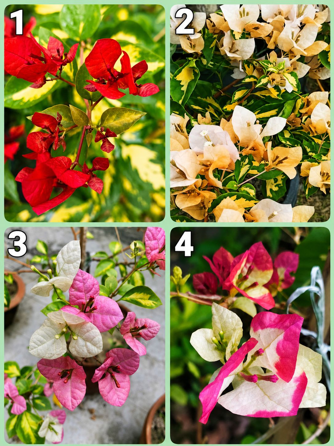 BOUGAINVILLEA thimma collection pack of 4 plants