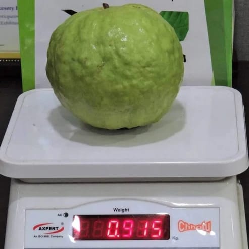VNR Guava fruit plant For Home & Gardening - Agro Nursery