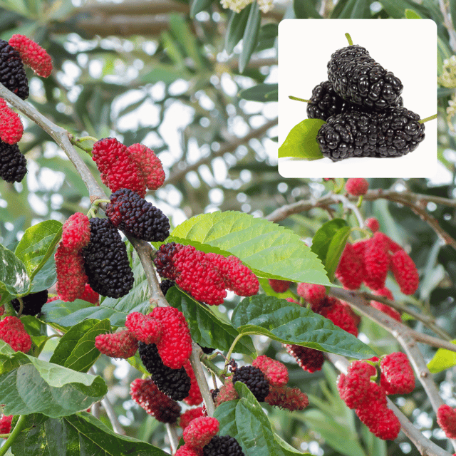 Shorts Mulberry Fruit Plants For Home & Gardening - Agro Nursery Shorts Mulberry Fruit Plants For Home & Gardening - Agro Nursery