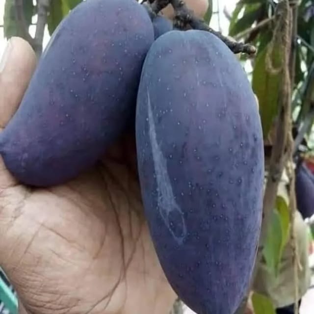 Black Kasturi Mango Plants For Home & Gardening - Agro Nursery