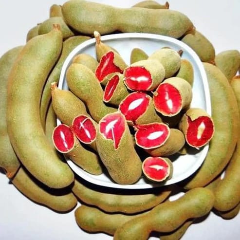 Red Imli Fruit Plants For Home & Gardening - Agro Nursery