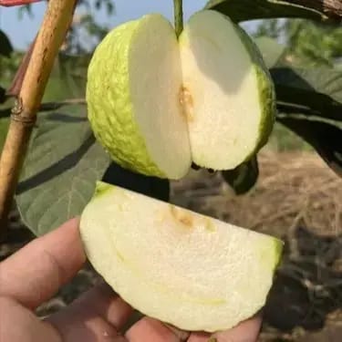White Diamond Guava Fruit Plants For Home & Gardening - Agro Nursery