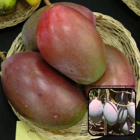 Osteen Mango Plants For Home & Gardening - Agro Nursery