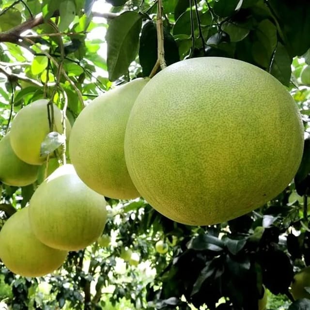 Pomelo Fruit Plants For Home & Gardening - Agro Nursery Pomelo Fruit Plants For Home & Gardening - Agro Nursery