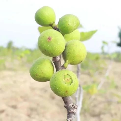 Pune Anjeer Fruit Plants For Home & Gardening - Agro Nursery