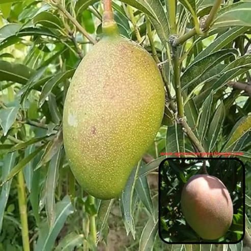 Subarnarekha Mango Plants For Home & Gardening - Agro Nursery Subarnarekha Mango Plants For Home & Gardening - Agro Nursery