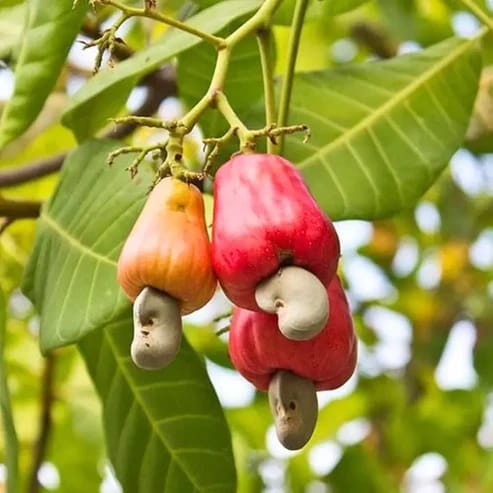 Kaju Badam Fruit Plants For Home & Gardening - Agro Nursery