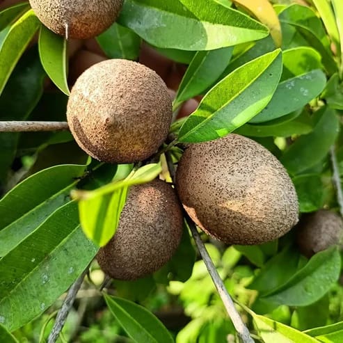 Chiku Fruit Plants For Home & Gardening - Agro Nursery