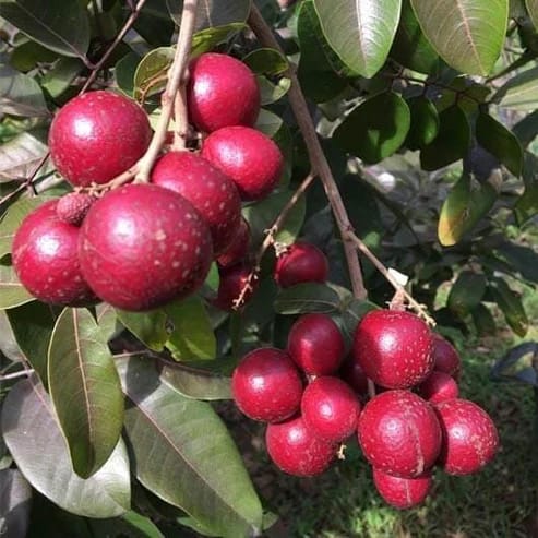 Ruby Longen Fruit Plants For Home & Gardening - Agro Nursery