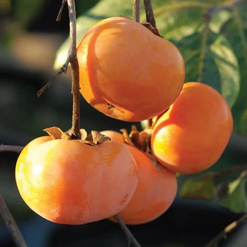 Fuyu Persimmon Grafted Fruit Plant - Agro Nursery Fuyu Persimmon Grafted Fruit Plant - Agro Nursery