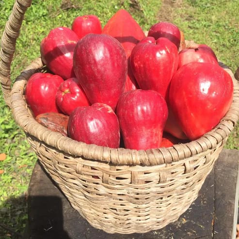Malai Water Apple Fruit Plants For Home & Gardening - Agro Nursery
