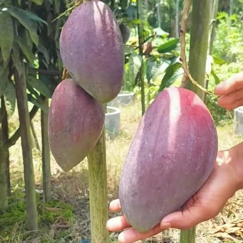 Nam Dok Mai Si Mueng Mango Plants For Home & Gardening - Agro Nursery Nam Dok Mai Si Mueng Mango Plants For Home & Gardening - Agro Nursery