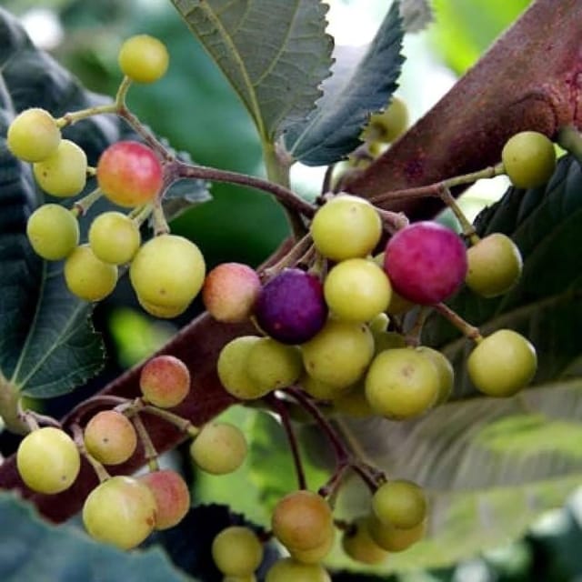 Thai Variety Phalsa Hybrid Fruit Plant -Agro Nursery