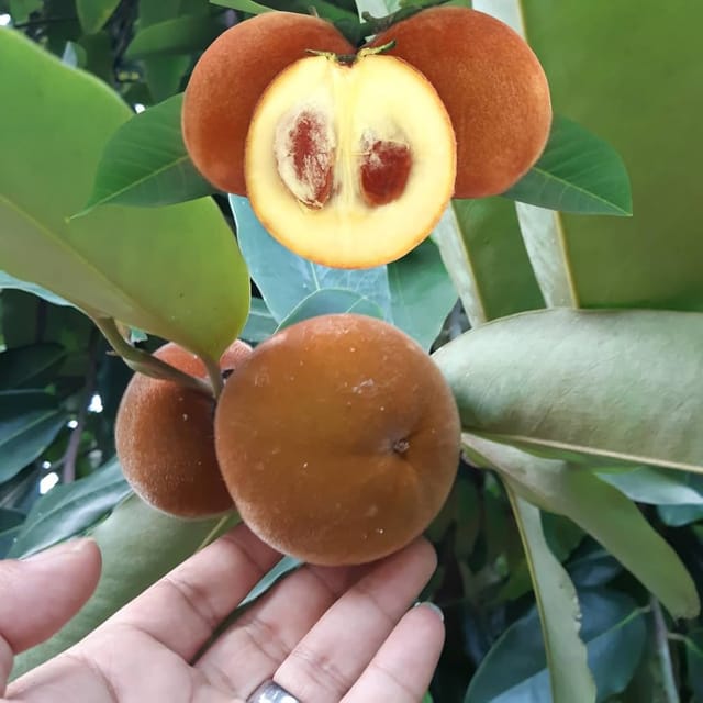Velvet Apple Fruit Plant- Agro Nursery