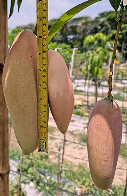 Thai Red Ivory Mango Plants For Home & Gardening - Agro Nursery