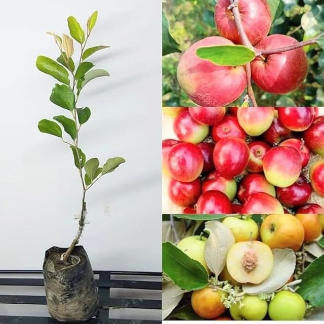 Miss India Red Apple Ber Fruit Plant Miss India Red Apple Ber Fruit Plant
