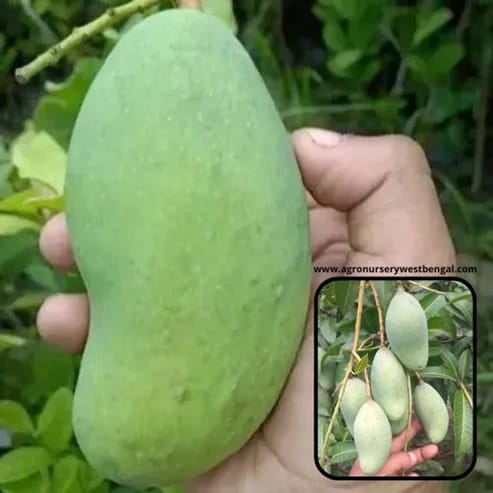Thai All Time Mango Plants For Home & Gardening - Agro Nursery Thai All Time Mango Plants For Home & Gardening - Agro Nursery