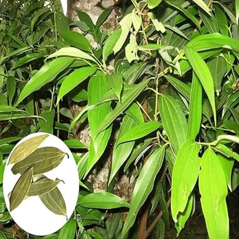 Tejpatta Plants For Home & Gardening - Agro Nursery Tejpatta Plants For Home & Gardening - Agro Nursery