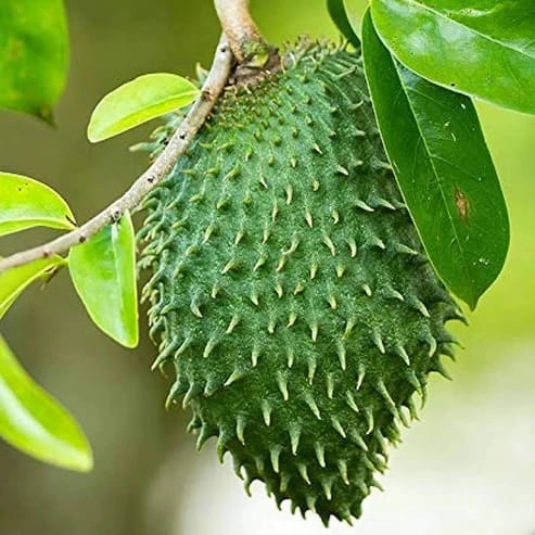 Corsal Fruit Plants For Home & Gardening - Agro Nursery