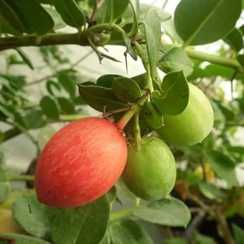 Sweet Karonda Fruit Plants For Home & Gardening - Agro Nursery