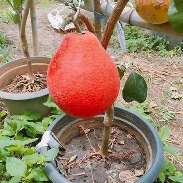 Red Jambura Fruit Plant For Home & Gardening - Agro Nursery