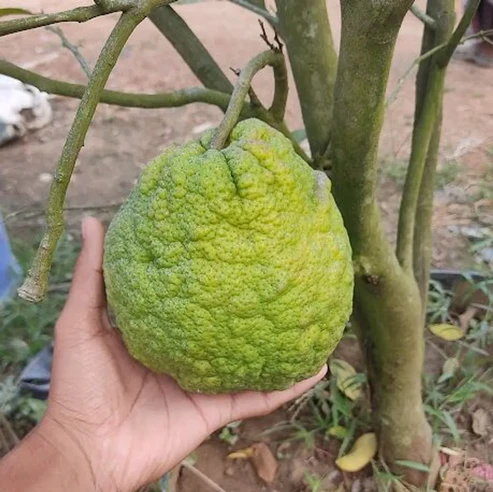 Vietnam Malta Fruit Plants For Home & Gardening - Agro Nursery