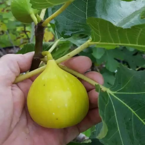 Five Finger Anjeer Fruit Plants For Home & Gardening - Agro Nursery