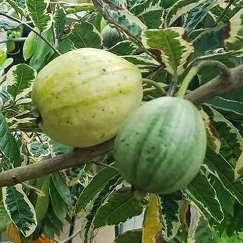 Variegated Guava Fruit Plants For Home & Gardening - Agro Nursery