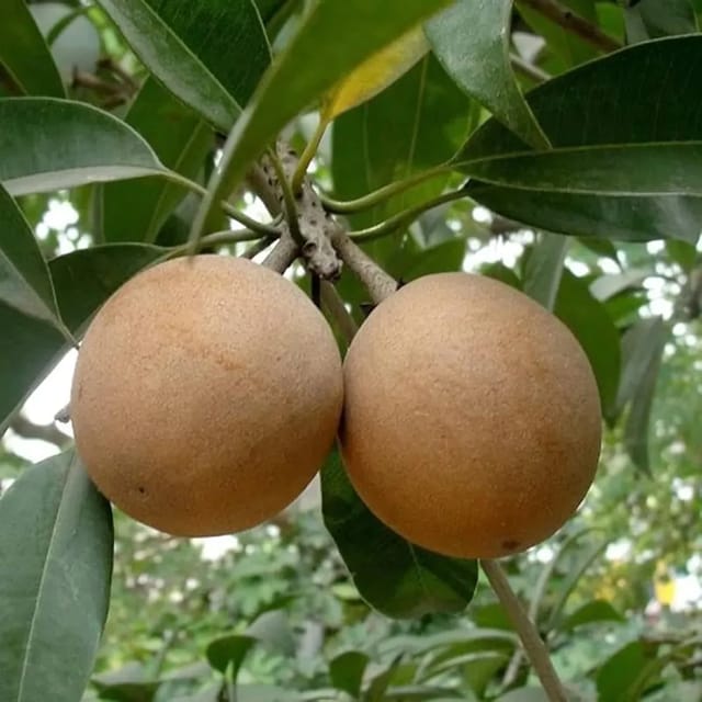 Cricket Ball Chiku Fruit Plants For Home & Gardening - Agro Nursery
