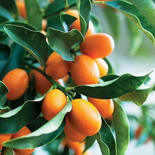 Sweet Lemon Fruit Plants For Home & Gardening - Agro Nursery