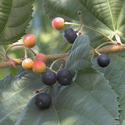 Falsa Fruit Plants For Home & Gardening - Agro Nursery