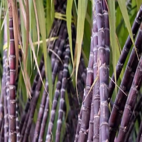 Philippine Sugarcane Plant For Home & Gardening - Agro Nursery