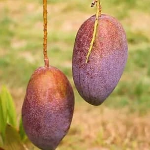 The King Of Chakapat Mango Plant For Home & Gardening - Agro Nursery