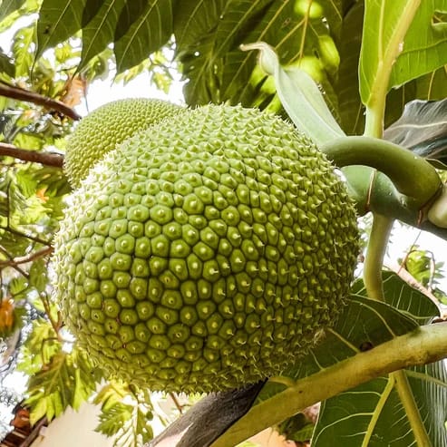 Bread Fruit Plants For Home & Gardening - Agro Nursery