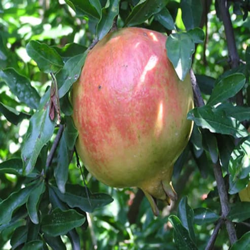 Anar / Pomegranate Fruit Plants For Home & Gardening - Agro Nursery
