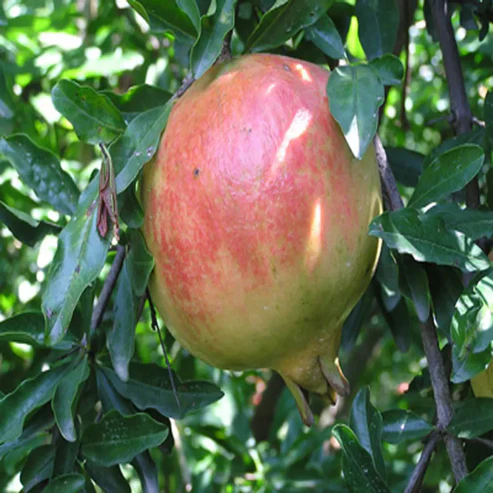 Anar / Pomegranate Fruit Plants For Home & Gardening - Agro Nursery
