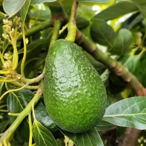 Avocado Fruit Plants For Home & Gardening - Agro Nursery
