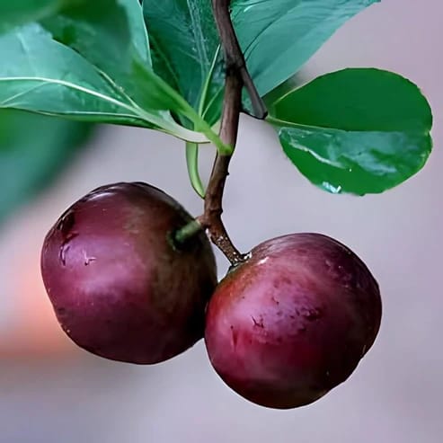 Tennis Ball Cherry Fruit Plants For Home & Gardening - Agro Nursery Tennis Ball Cherry Fruit Plants For Home & Gardening - Agro Nursery