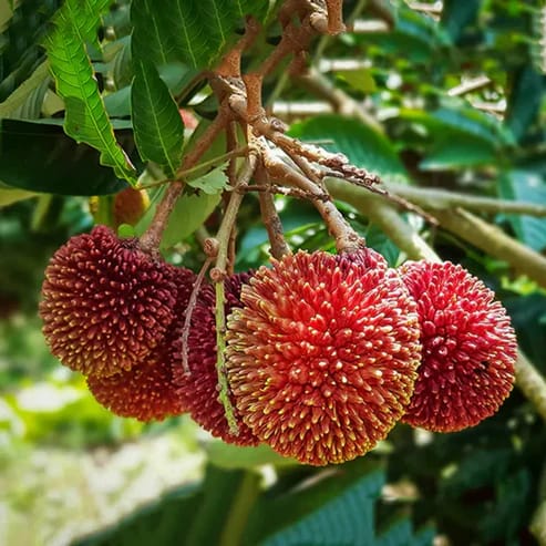 Pulasan Fruit Plant For Home & Gardening - Agro Nursery Pulasan Fruit Plant For Home & Gardening - Agro Nursery