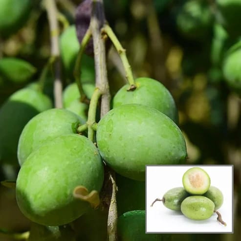 Jalpai Fruit Plants For Home & Gardening - Agro Nursery