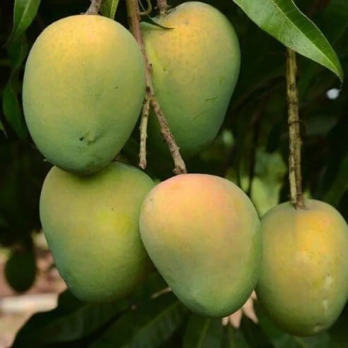 Haribhanga Mango Plants For Home & Gardening - Agro Nursery Haribhanga Mango Plants For Home & Gardening - Agro Nursery
