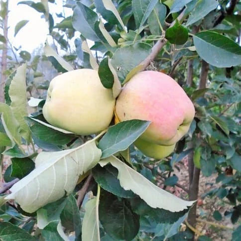 Apple Fruit Plants For Home & Gardening - Agro Nursery