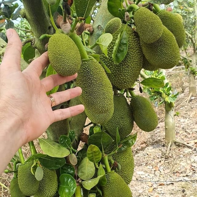 Vietnam Super Early Jackfruit Plants For Home & Gardening - Agro Nursery