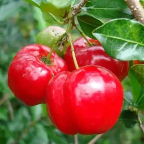 Barbados Cherry Fruit Plants For Home & Gardening - Agro Nursery