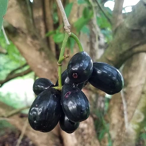 Black Jamun Fruit Plants For Home & Gardening - Agro Nursery